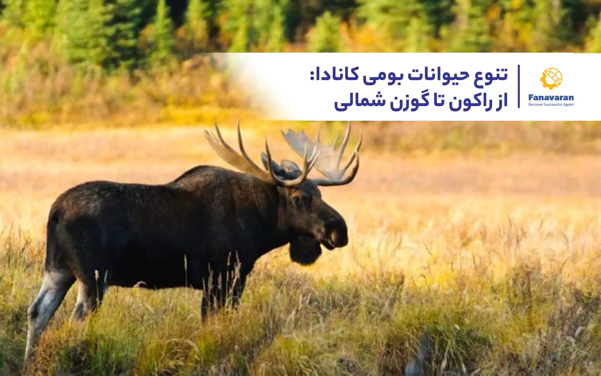 تنوع حیوانات بومی کانادا: از راکون تا گوزن شمالی